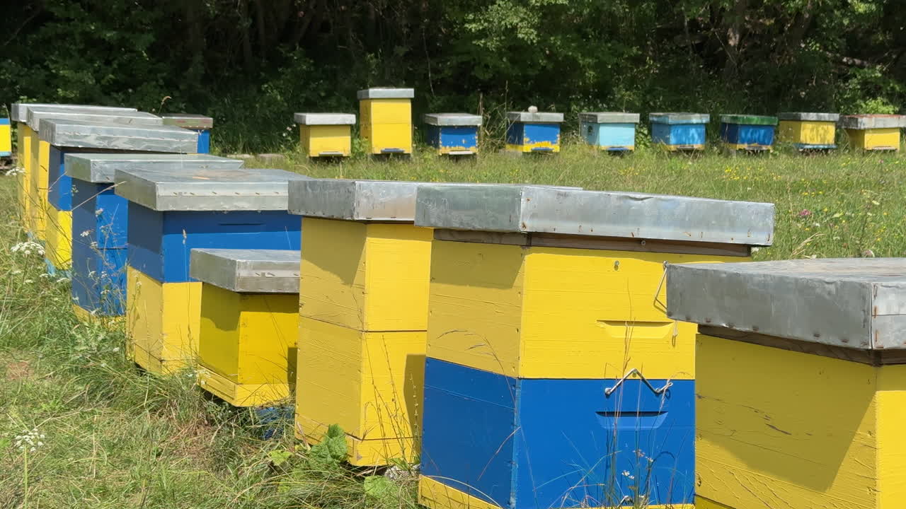 Row of colorful beehives in a field