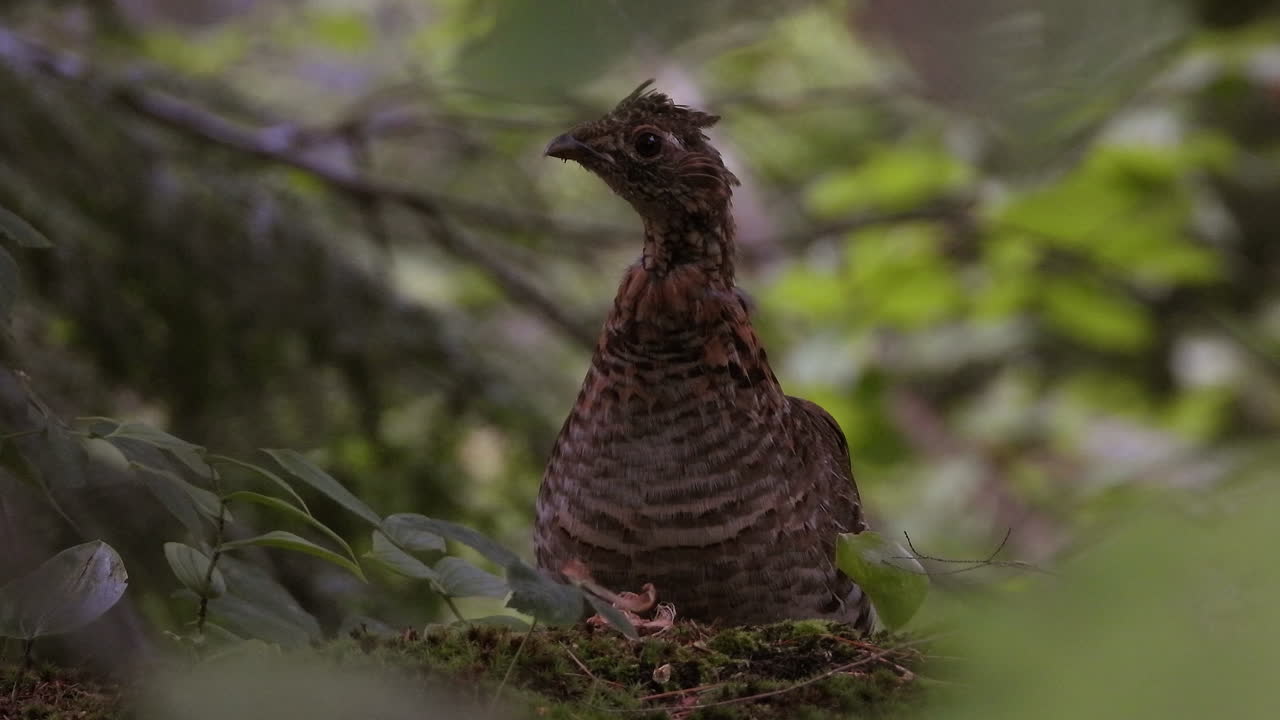 imágenes de aves silvestres de plumas negras en su hábitat