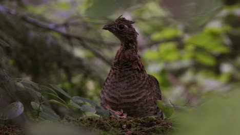 Aufnahmen-Von-Schwarzgefiederten-Wildgeflügel-In-Ihrem-Lebensraum