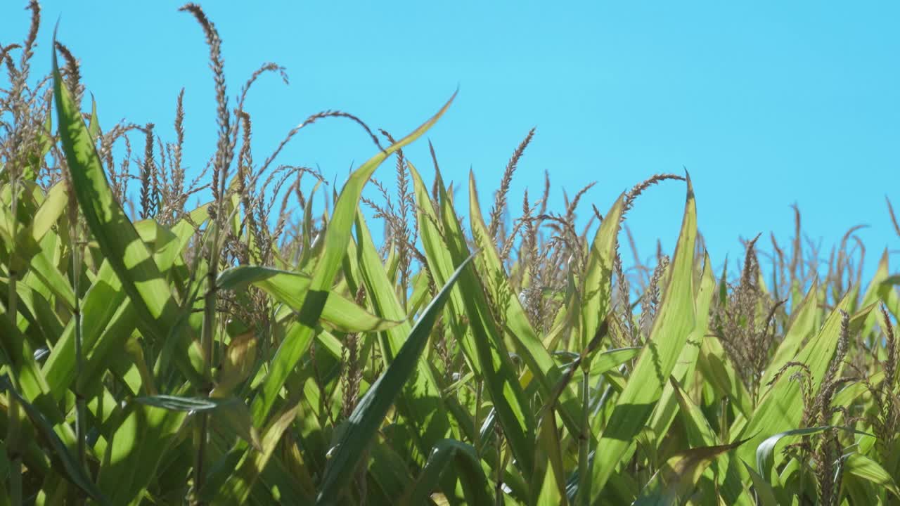plantas de maíz sacudidas por el viento en un día soleado de verano