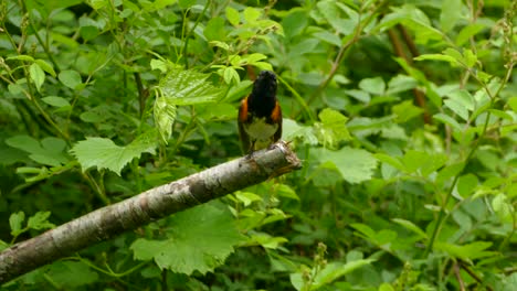 Colorful-American-Redstart-birds-switch-places-on-branch-with-leaves-as-backdrop