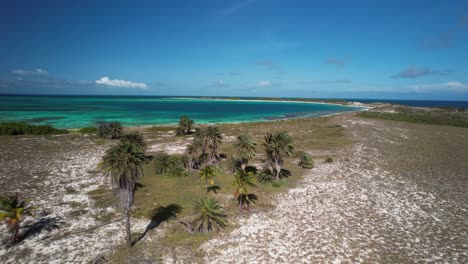 Un-Oasis-De-Palmeras-Junto-A-Un-Océano-Turquesa-Bajo-Un-Cielo-Azul-Brillante,-Vista-Aérea