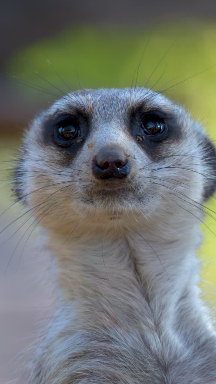 En surikat drejer hovedet, mens den står opmærksom i et lyst udendørs zoo-indhegning.
