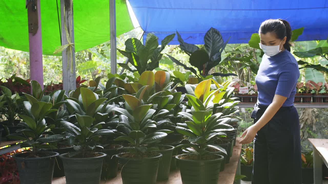 가면을 쓴 아시아 여성이 고무 공장 앞에 서서 화분에 심은 식물 테이블 위에 있는 인도 고무 무화과를 쳐다본다.