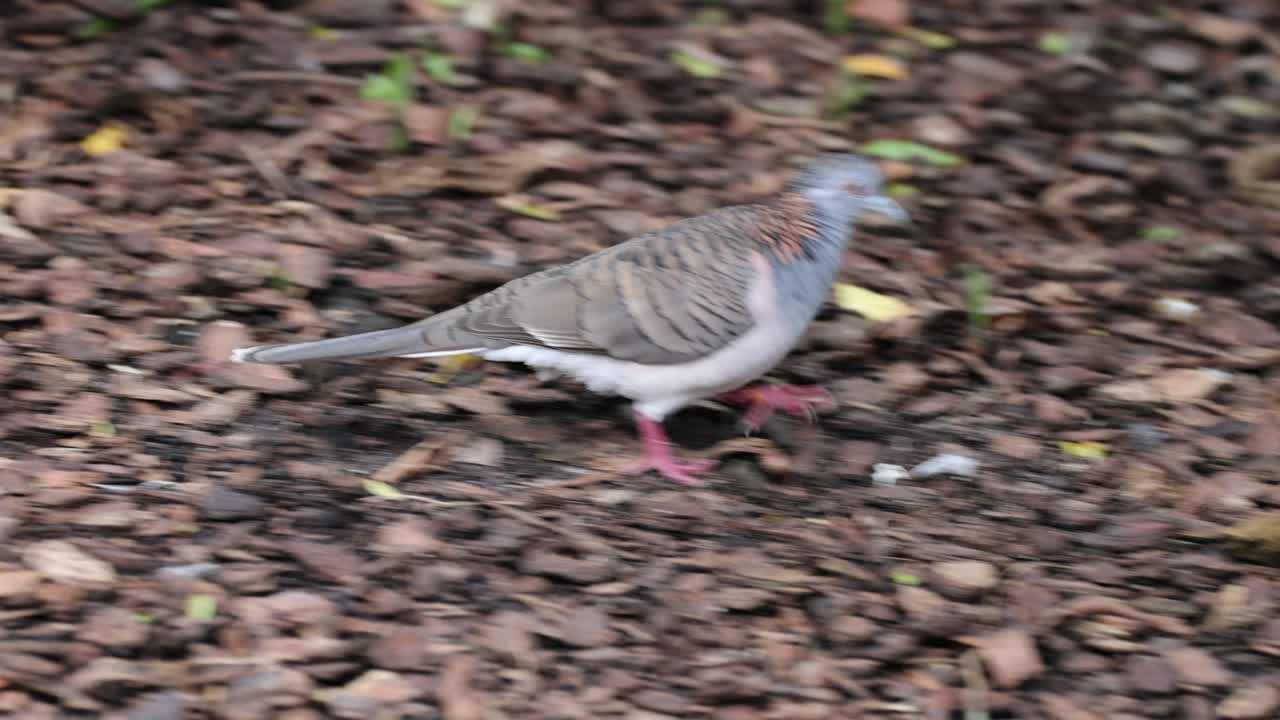 비둘기는 나무 근처에서 잎이 많은 땅을 탐험합니다.