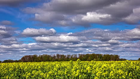 vista de lapso de tiempo de nubes rodantes contra cielos azules que pasan por el campo de colza