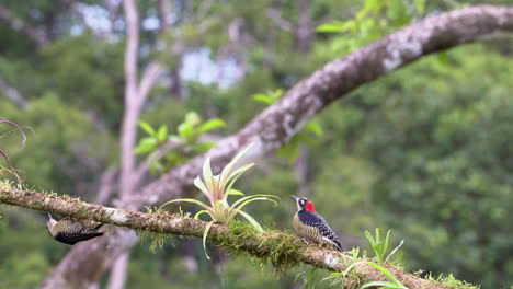 Schwarzwangenspecht-Versteckt-Sich-Unter-Einem-Ast-Für-Einen-Raubvogel-Oben-Am-Himmel