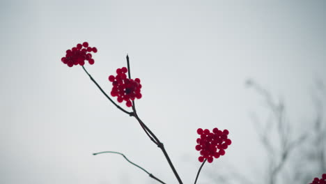 Close-up of vibrant red autumn berries on thin branches set against a soft cloudy sky, the delicate fruit clusters contrast beautifully with the pale background