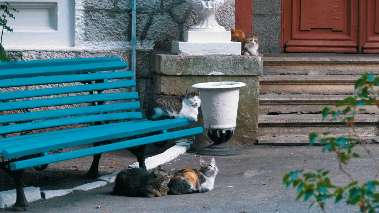 Veel zwerfkatten zitten bij een bankje in het park