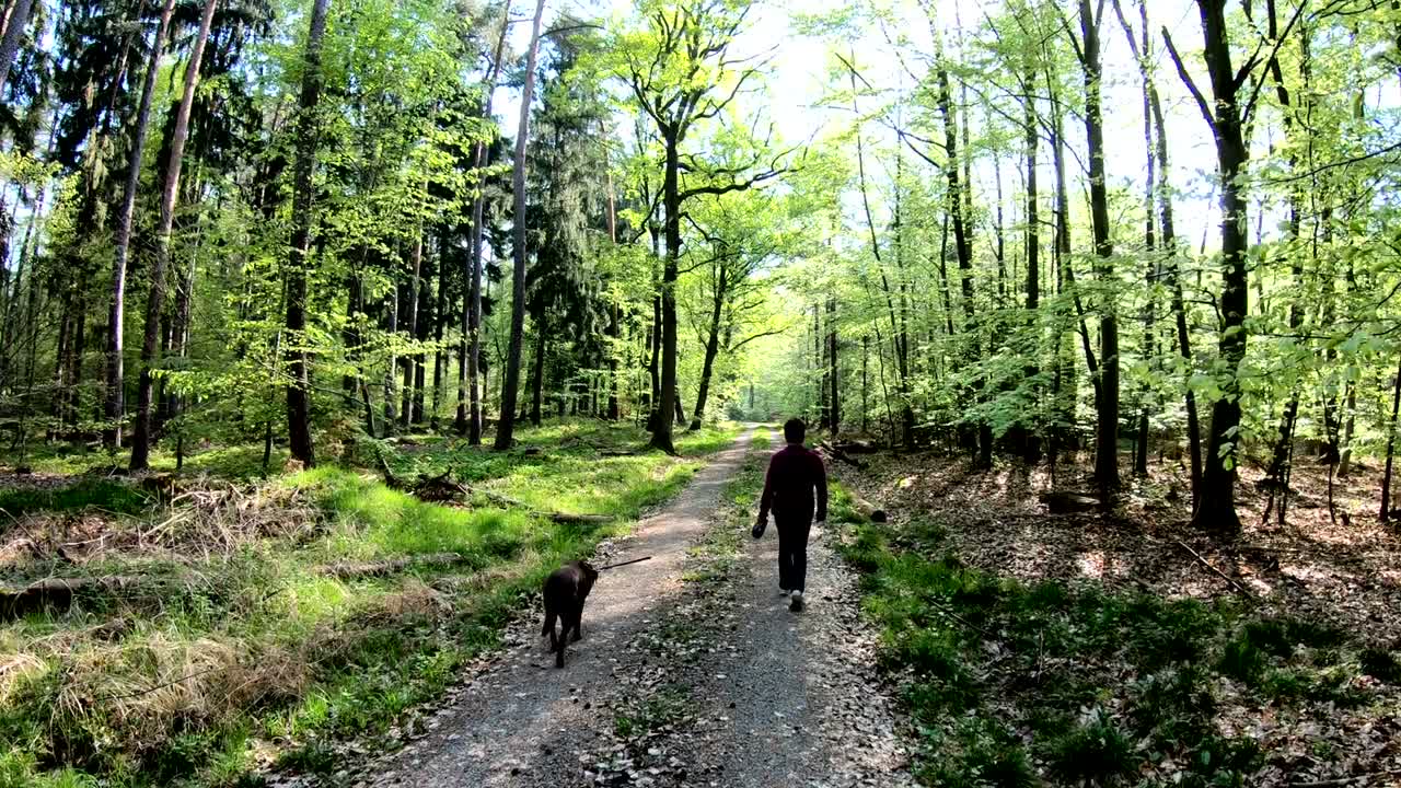 mujer camina con perro en el bosque, retriever, parque natural spessart, 4k