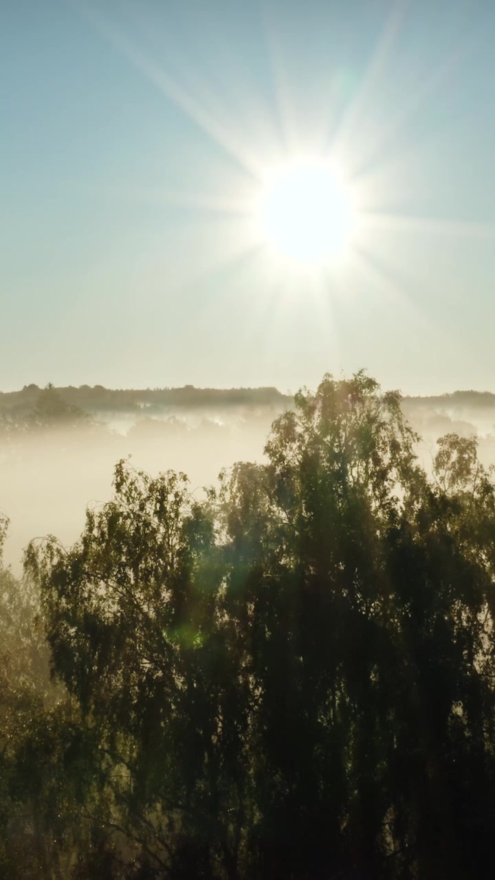 Vertical drone shot against the sun in early morning with fog covering the forest. Sunrays in the lens. Silhouettes of trees.