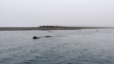 Ein-Walross-Schwimmt-Verspielt-Im-Arktischen-Meer-Nördlich-Von-Spitzbergen,-Während-Im-Hintergrund-Eine-Herde-Walrosse-Am-Strand-Liegt