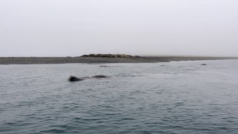 A-walrus-swimming-playfully-in-the-Arctic-Sea-North-of-Svalbard-while-a-herd-of-walruses-are-laying-on-a-beach-in-the-background