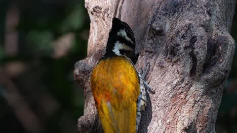 Nahaufnahme-Von-Diesem-Vogel,-Der-Auf-Insekten-Aus-Der-Rinde-Pickt,-Gemeiner-Flammenrücken,-Dinopium-Javanense,-Weiblich,-Thailand