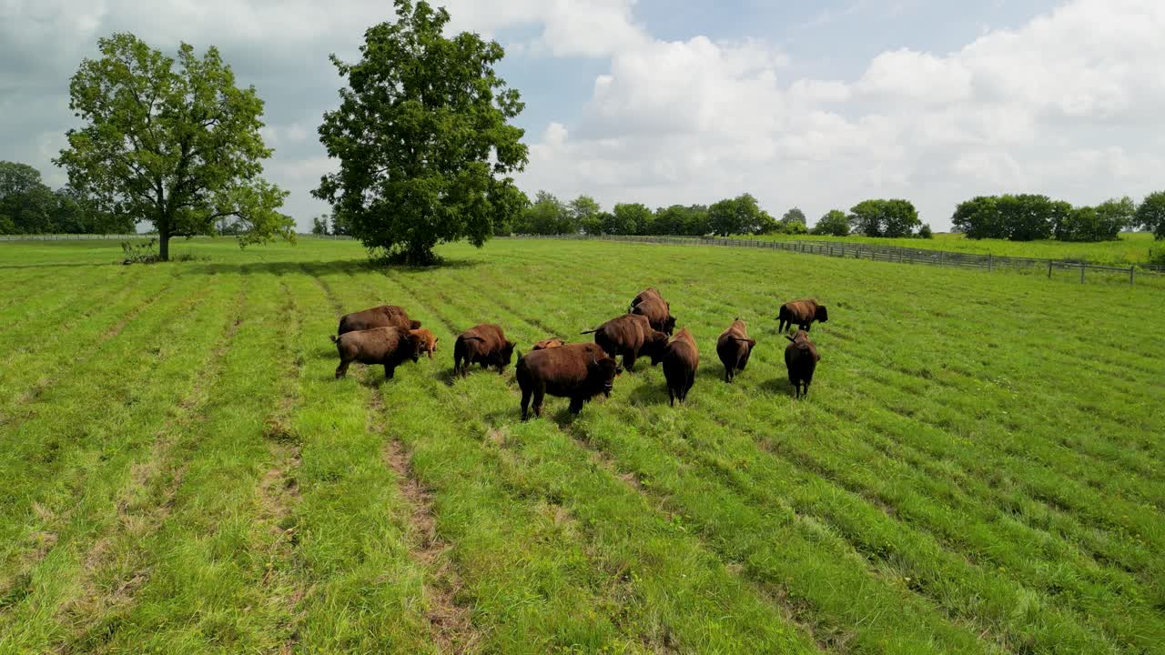 Luftoptagelse af bisonflok, der græsser på en græsmark i Ohio Metro Park.