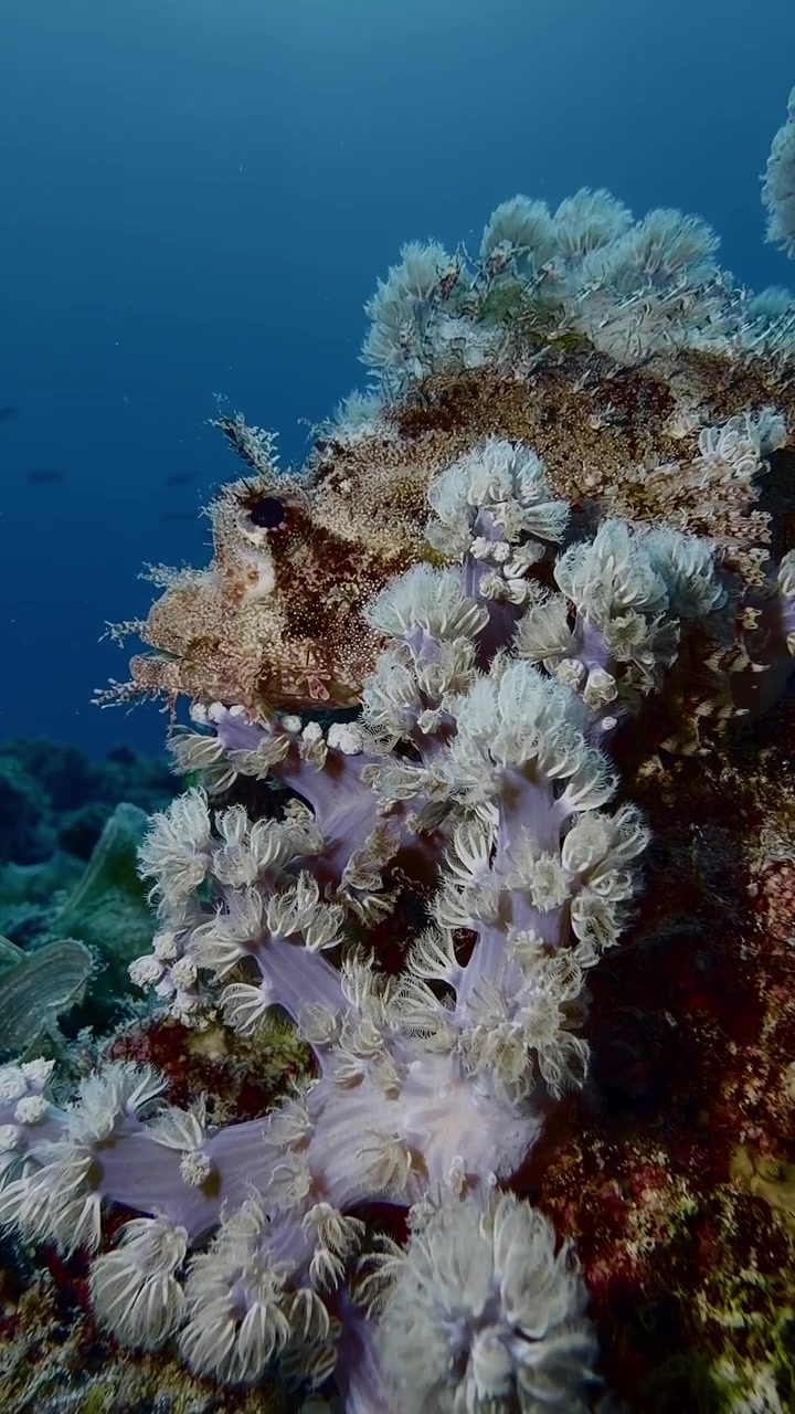 Uno scorfano mimetizzato nascosto tra i coralli molli nelle acque di Mauritius, che evidenzia un'incredibile adattamento e biodiversità su una barriera corallina tropicale