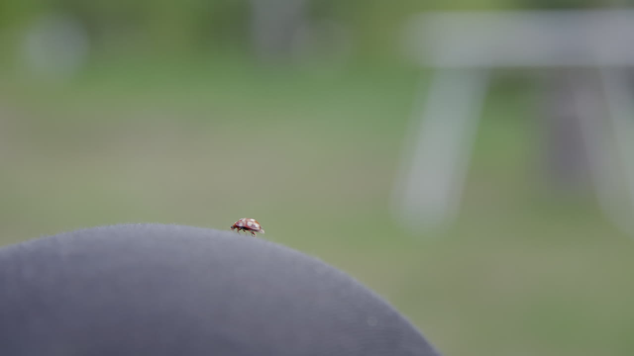 Ladybug on person's knee cleaning its wings and crawling with soft green background in natural daylight