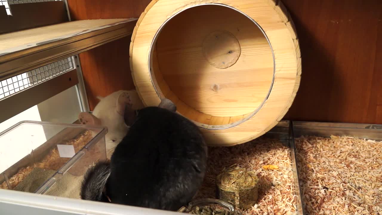 Two Active Chinchillas In A Comfortable Cage With A Running Wheel