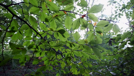 Hojas-En-Un-árbol-De-Haya-A-Principios-De-La-Luz-Del-Sol-De-Otoño