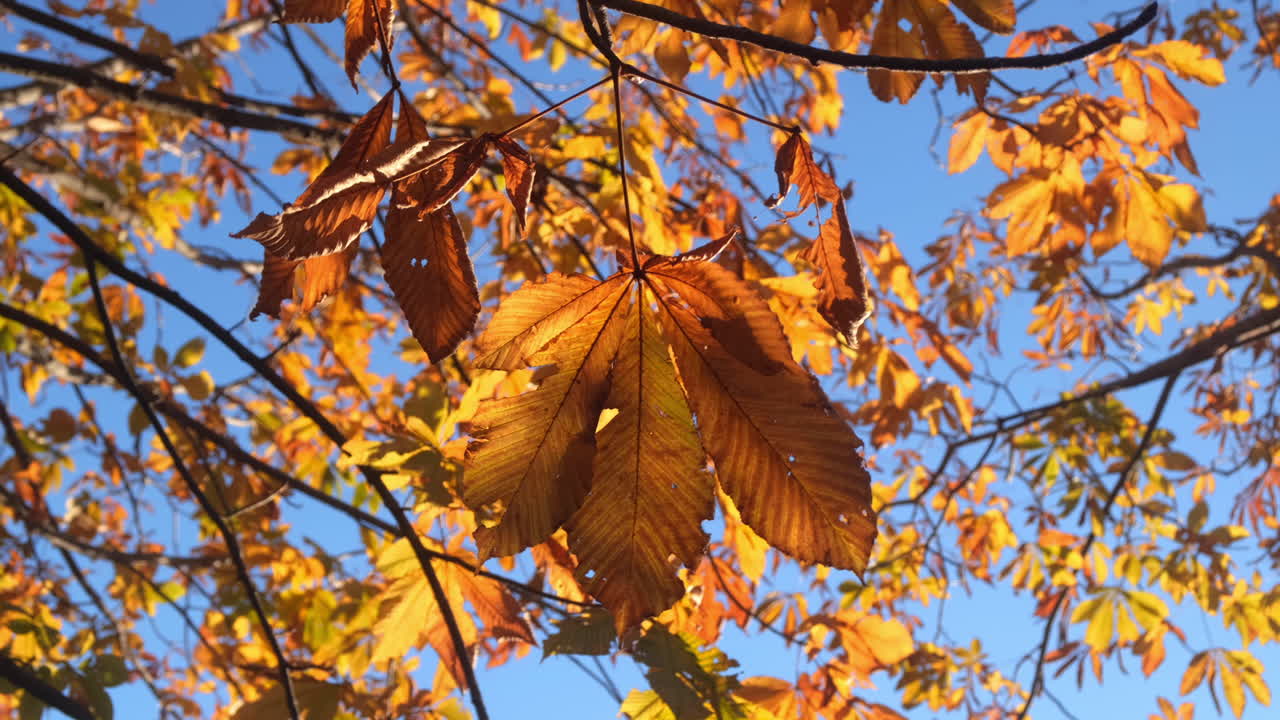 Close up of autumn colorful leaves blowing by the wind