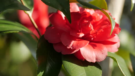 Flor-De-Camelia-Roja-En-Flor-De-Invierno