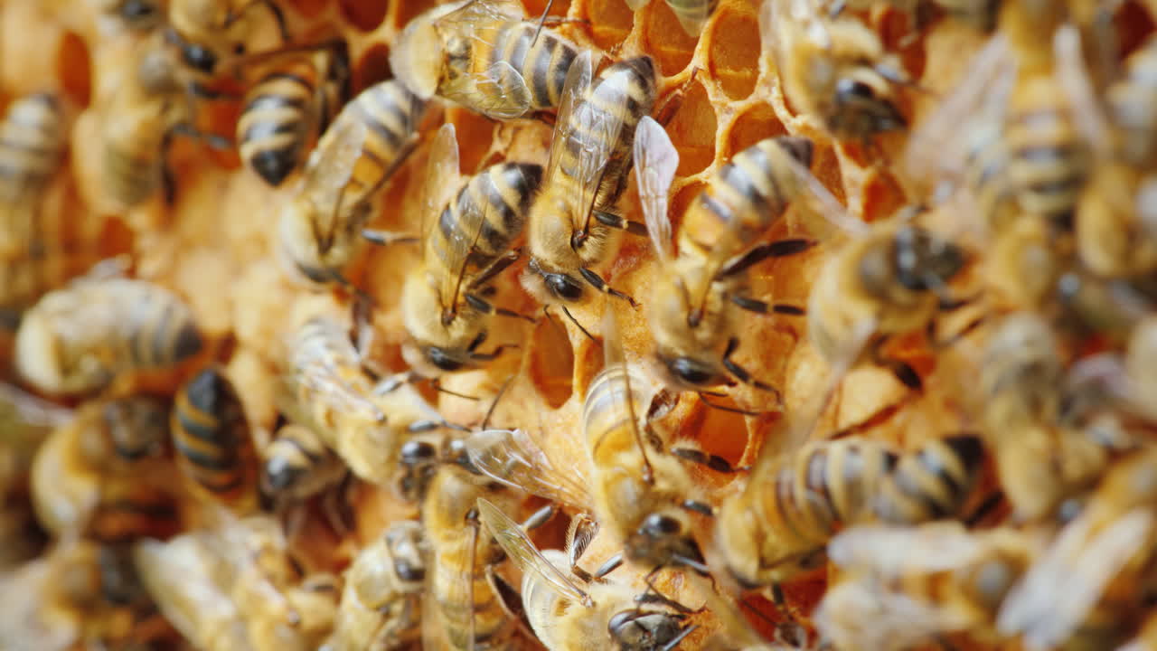 생태학적으로 깨끗한 생산 꿀벌은 천연 피에서 맛있는 꿀 생산에 종사하고 있습니다.