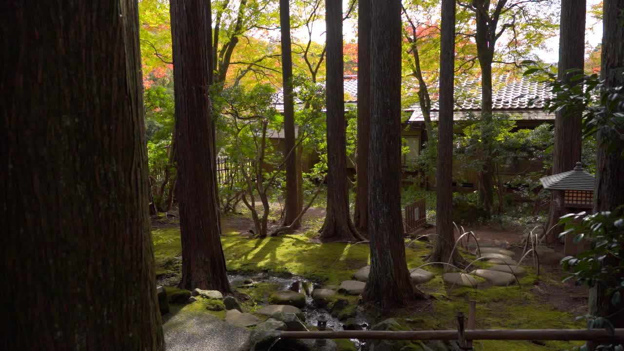 cámara lenta cinematográfica sobre el jardín de musgo japonés con colores de otoño
