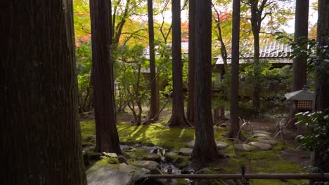 Cinematic-slow-motion-shot-over-Japanese-moss-garden-with-autumn-colors