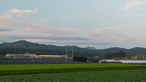 agricultural landscape with rice crops and ginseng fields in geumsan, south korea