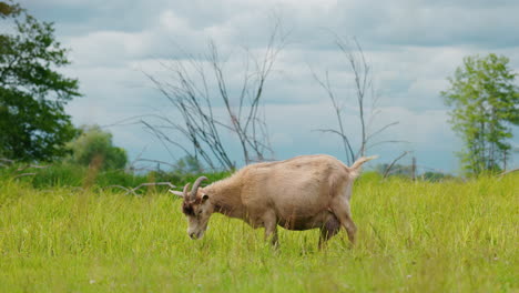 goat grazing in a field