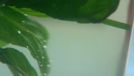 a macro shot of an organic fresh green mint leaf filled with hot water to a glass, steam and bubbles, healthy fresh detox tea, blurry depth of field, rotating smooth cinematic 4k video