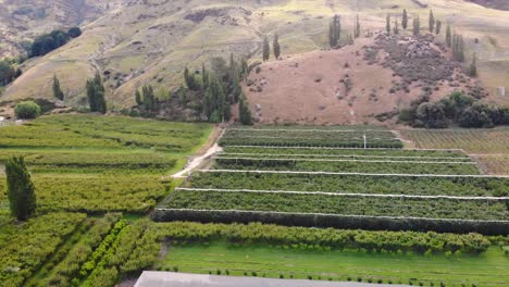 Large fruit plantation in New Zealand seen from above in valley, circle aerial