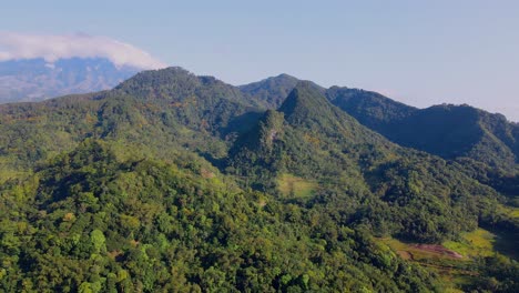 drone backwards of exotic forest landscape on hill during sunshine