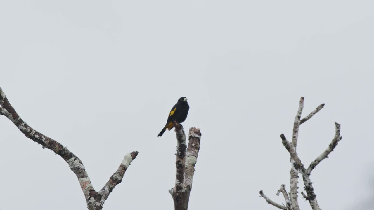 Bird with striking black and yellow feathers calmly observes surroundings on a tall tree branch, high above the dense Amazon canopy.