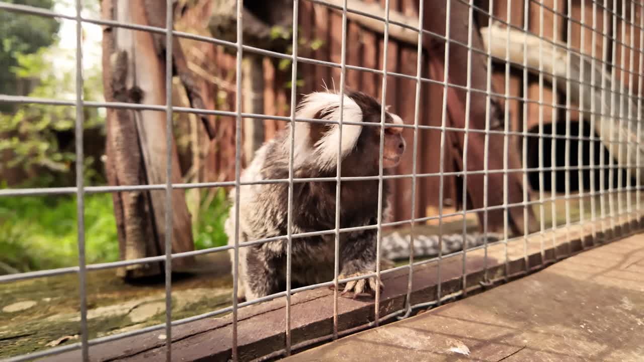 close up de un lindo marmoset de tufo blanco detrás de las rejas en cámara lenta