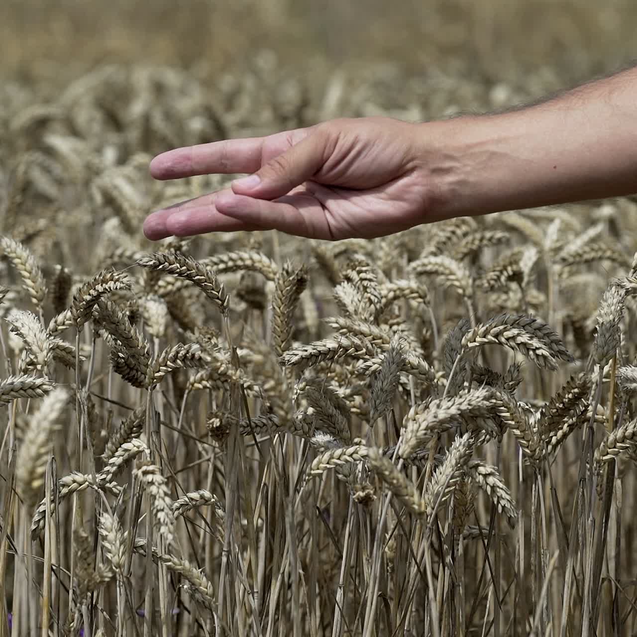 Wheat ears in man's hands. Young farmer in field touching wheat. Crop protection. Cultivated agricultural wheat field.