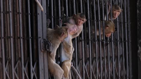 Long-tailed-Macaque,-Macaca-fascicularis,-Lop-Buri,-Thailand