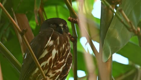 brown hawk-owl, ninox scutulata