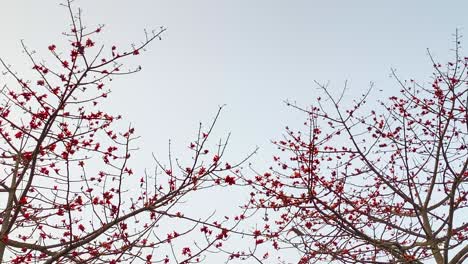 eagle fly away from silk cotton tree with red flowers