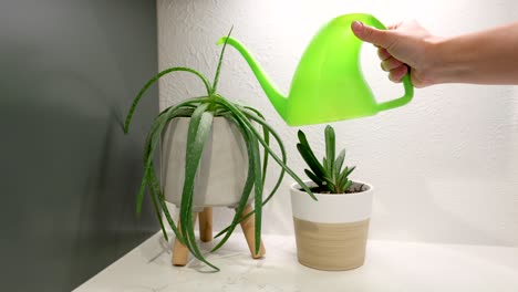 watering plants with watering can