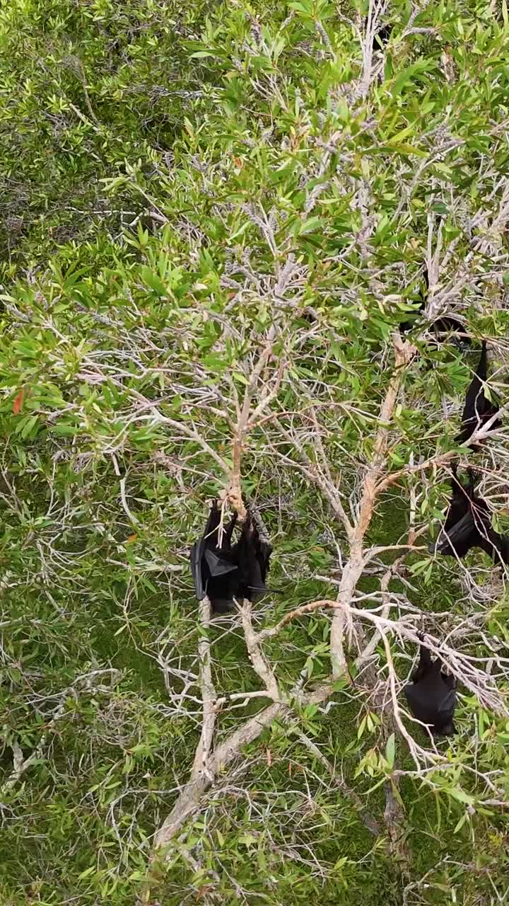 летающие лисы, висящие на австралийских жевательных деревьях