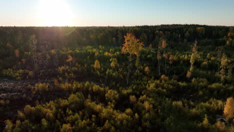 Rotating-aerial-view-of-reforested-part-of-forest-after-destruction,-preventing-global-warming-concept