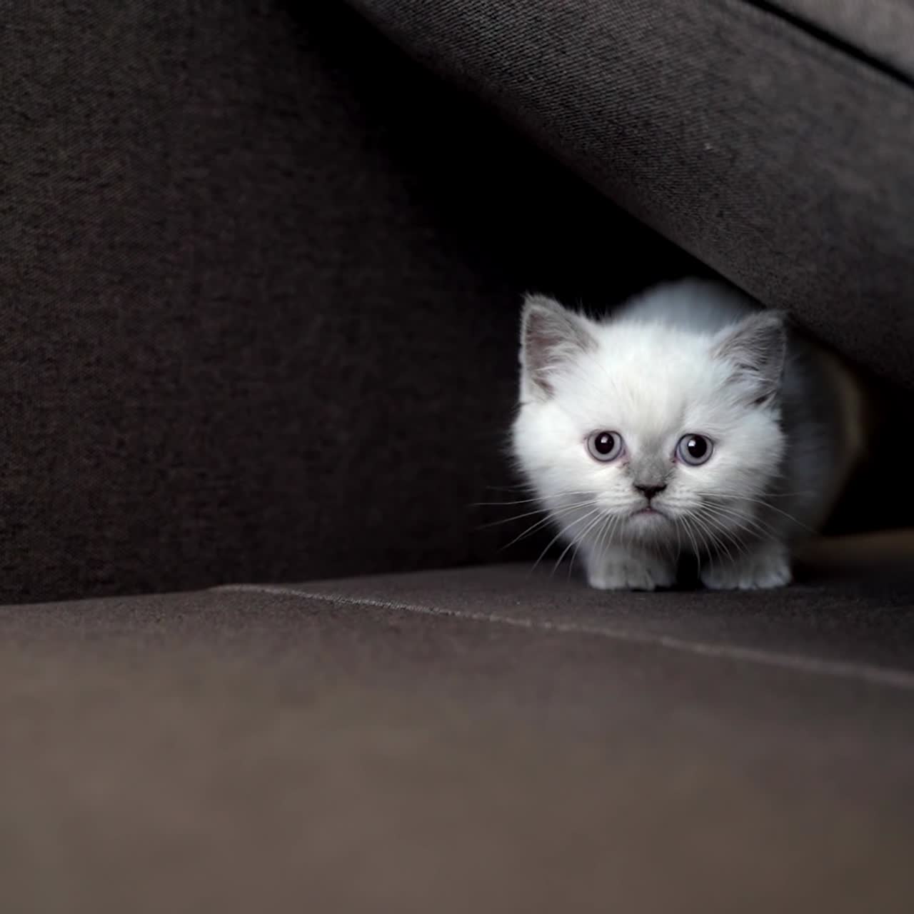 Cat sitting on the couch