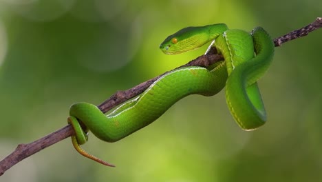 La-Víbora-De-Labios-Blancos-Es-Una-Víbora-Venenosa-Endémica-Del-Sudeste-Asiático-Y-A-Menudo-Se-Encuentra-Durante-La-Noche-Esperando-En-Una-Rama-O-Rama-De-Un-árbol-Cerca-De-Un-Cuerpo-De-Agua-Con-Muchos-Alimentos