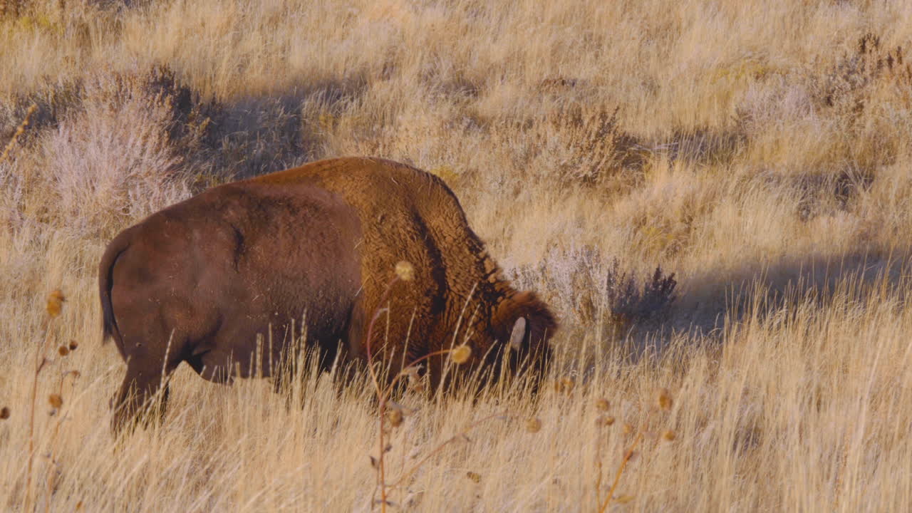 un bisonte americano o un búfalo comiendo en las praderas de antelope island, utah