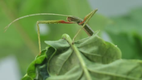 insecto palo medauroidea extradentata, familia phasmatidae