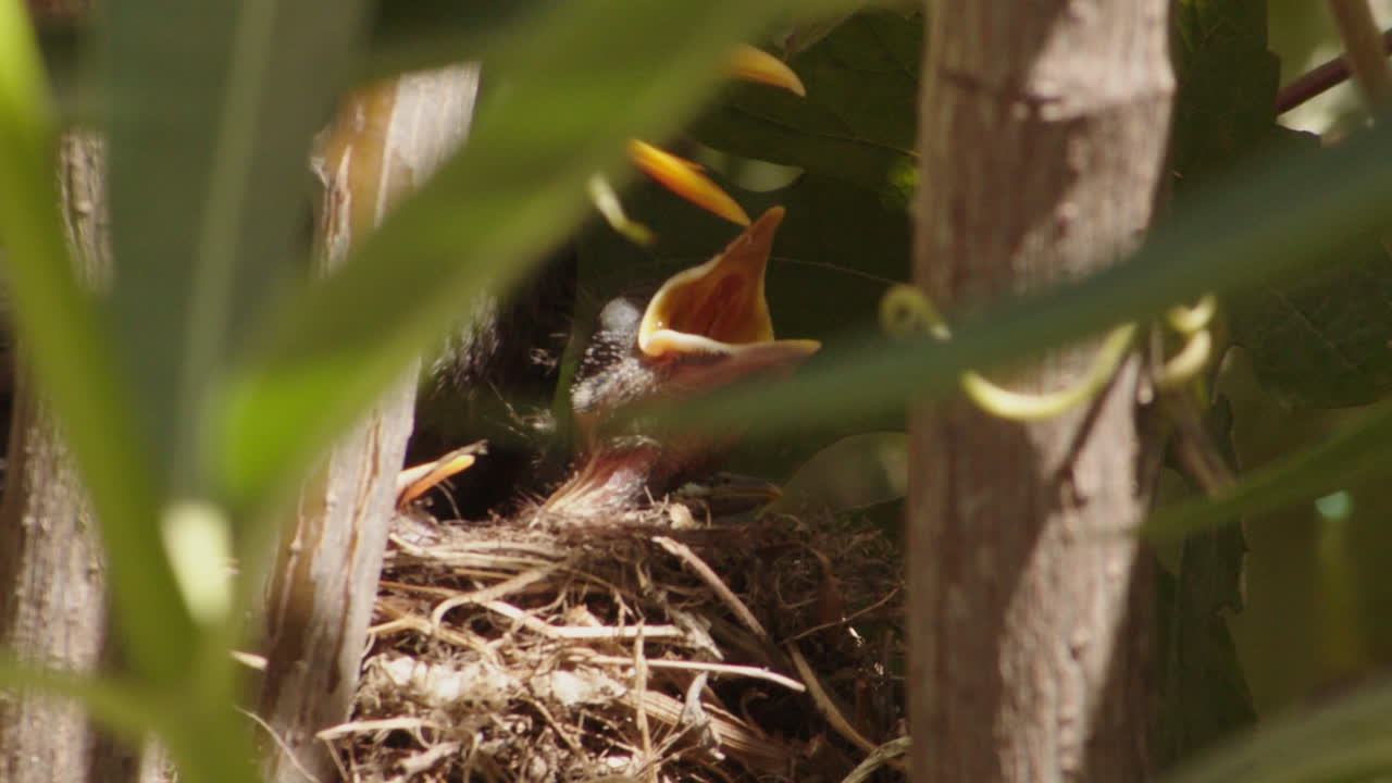 Young nestling in tree nest with closed eyes and mouth wide open crying out