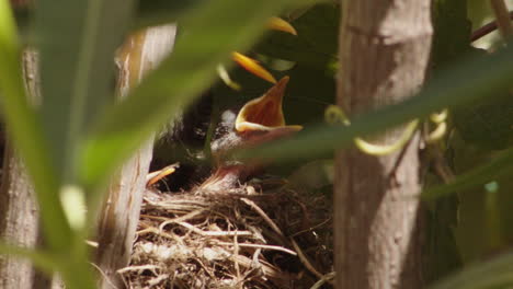 young nestling in tree nest with closed eyes and mouth wide open crying out