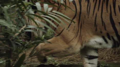 disparo críptico de tigre, luego revela desde detrás de los árboles