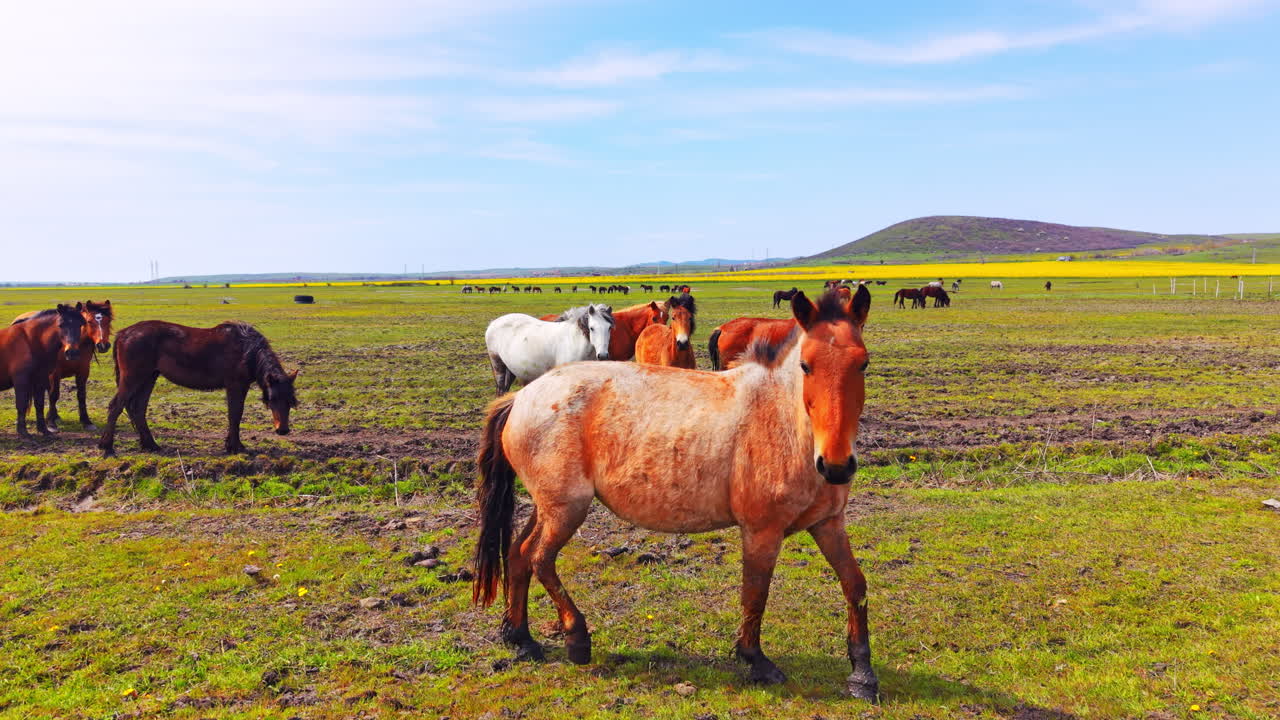 Cavallo marrone chiaro che guarda la fotocamera. Sullo sfondo, altri cavalli pascolano in un prato vicino a una collina e campi di fiori gialli.